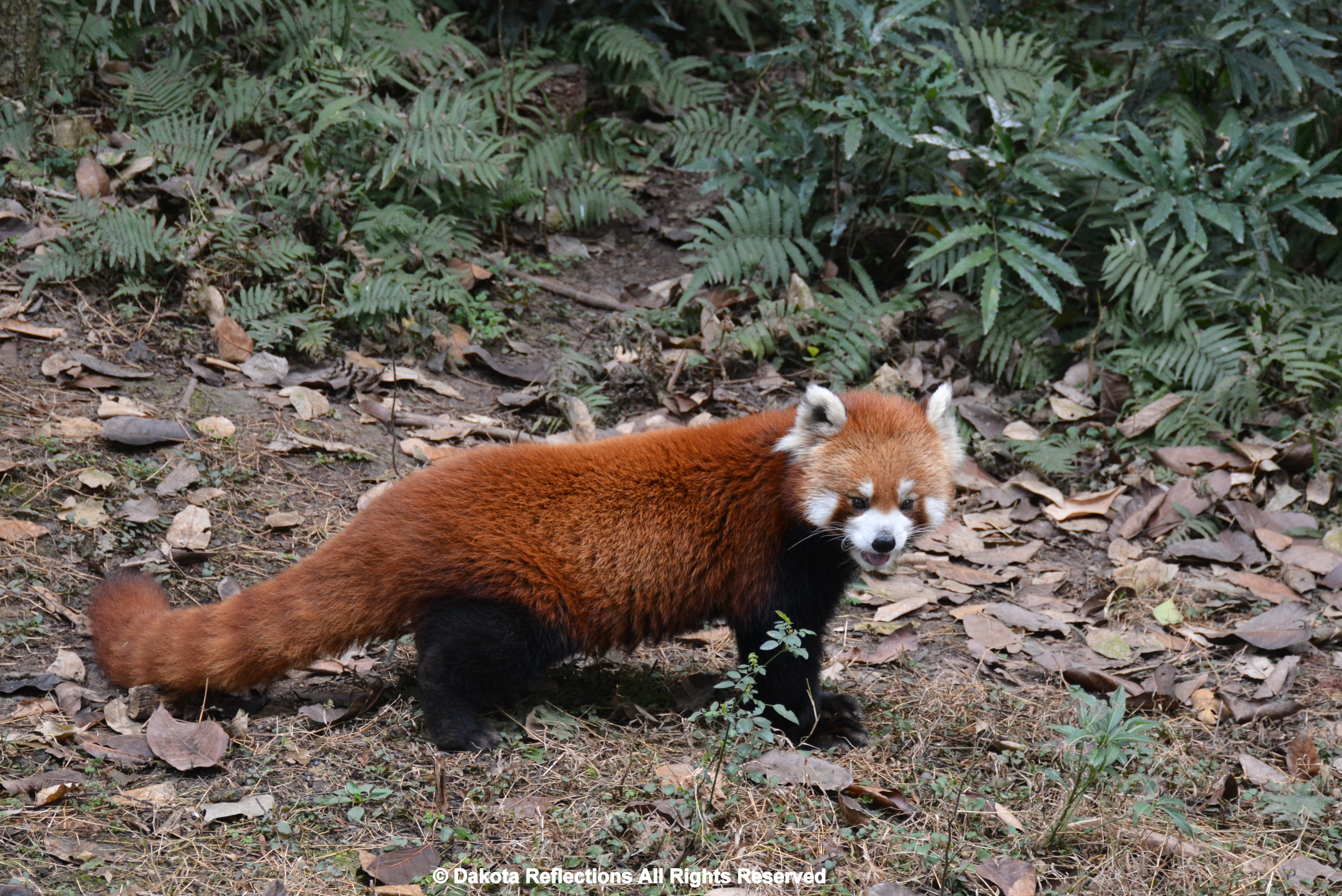 pandas-of-china-dakotareflections